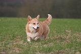 CORGI PEMBROKE 1469